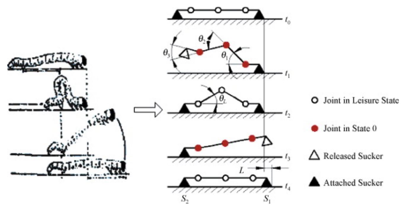 Manduca crawling kinematics